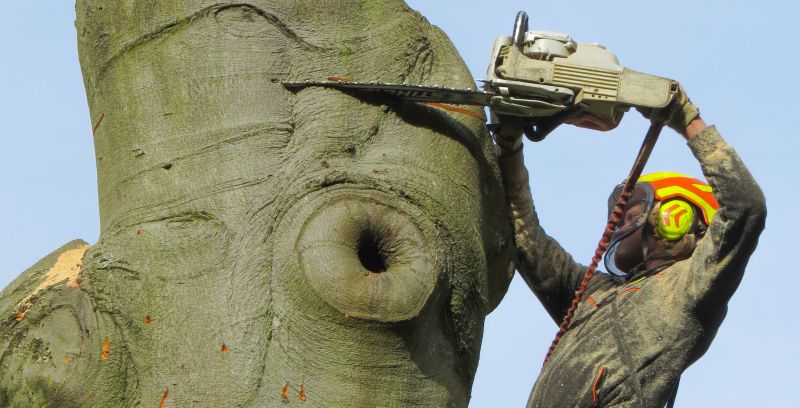 Vacature European Tree Worker